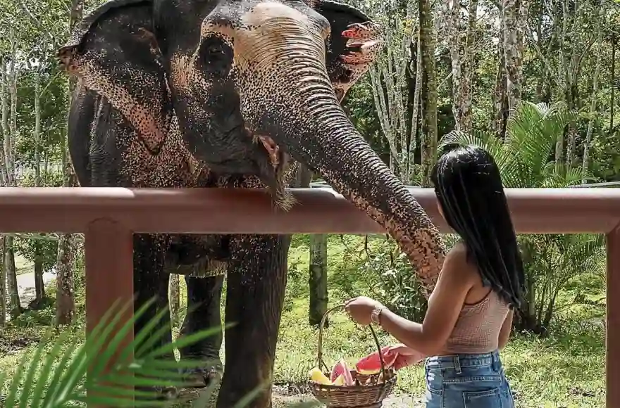Besucherführer zu ethischen Elefantenschutzgebieten in Thailand