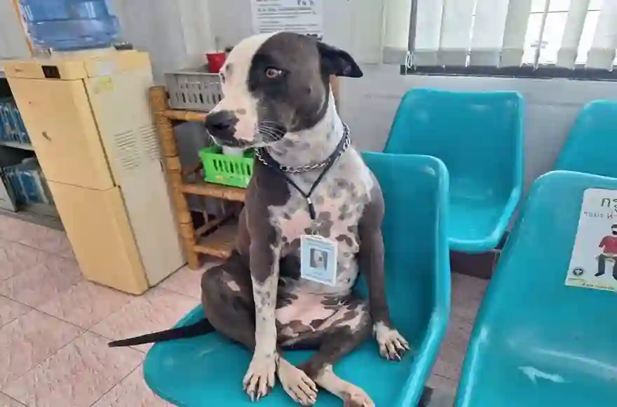 Hund des Buriram-Krankenhauses wird als Patientenassistent zur TikTok-Sensation