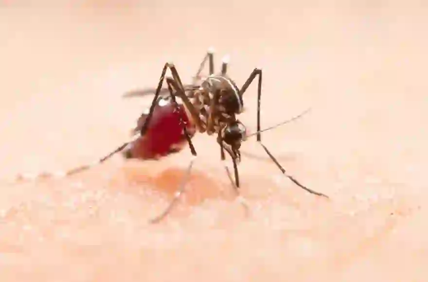 In 18 Provinzen Thailands nehmen die Dengue-Fieber-Fälle zu