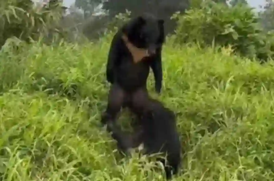 Seltene Sichtung zweier kämpfender asiatischer Schwarzbären im Khao Yai Nationalpark