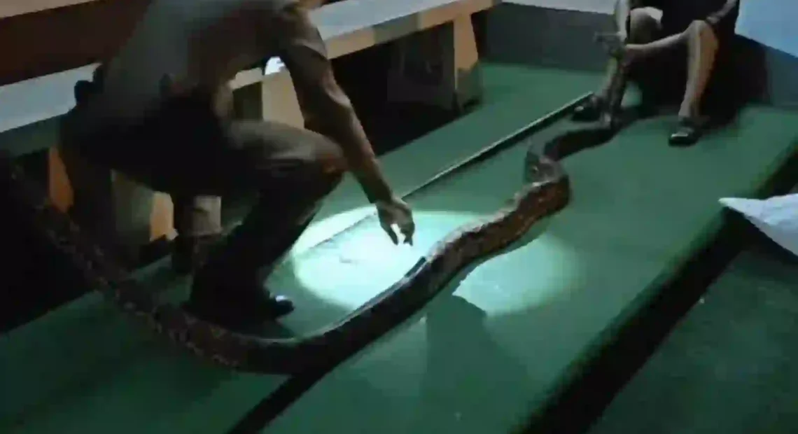 python angrif