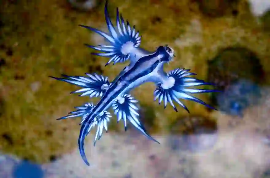 giftige Meeresschnecke Blauen Drachens Phuket