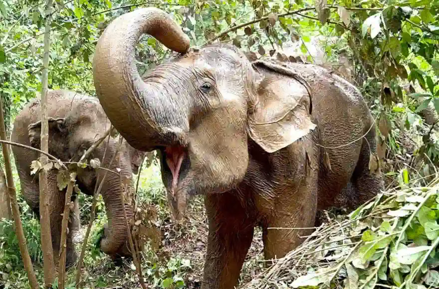 Boon Lotts Elephant Sanctuary Sukhothai