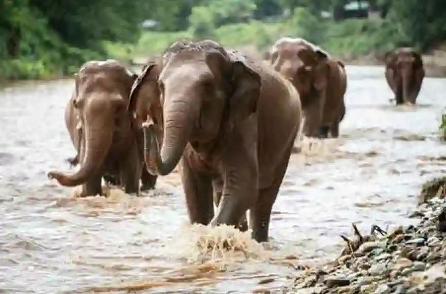 Ethische Begegnungen mit Elefanten