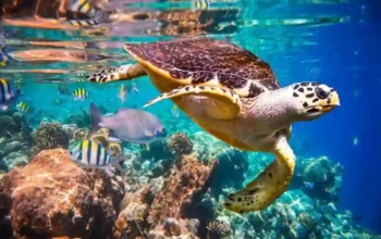 Thailands abgelegene Schnorchelparadiese erkunden