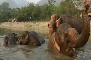 10 erstaunliche Tierschutzgebiete in Thailand