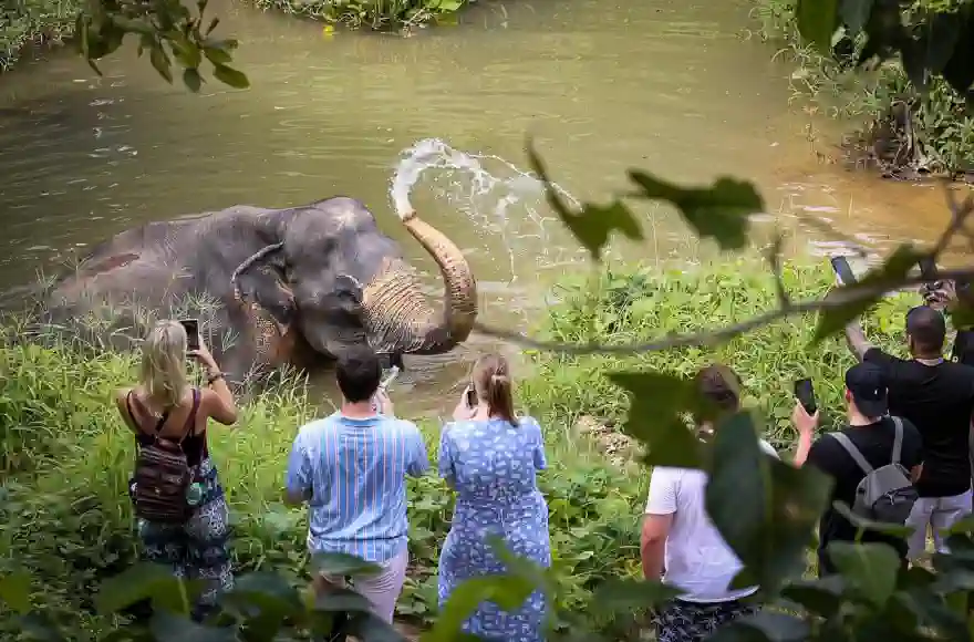 Treffen Sie die Elefanten im Phuket Elephant Sanctuary