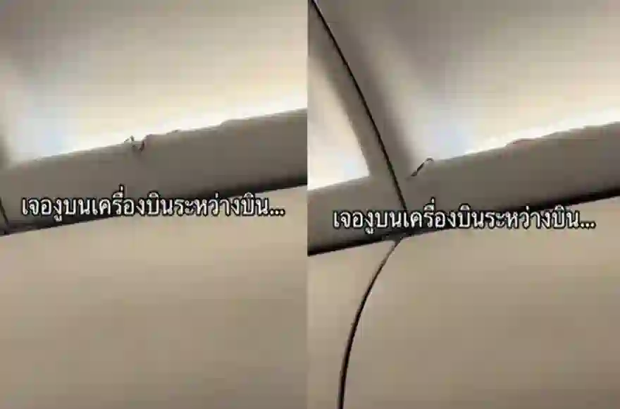 schlange im flugzeug moment auf einem flug von bangkok nach phuket aus