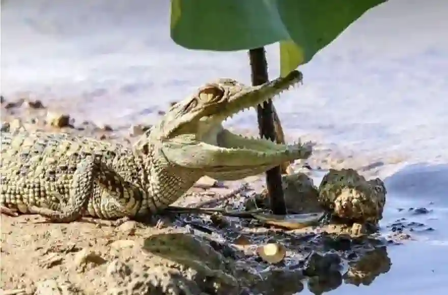 Seltene siamesische Krokodiljunge in Nakhon Sawan gesichtet