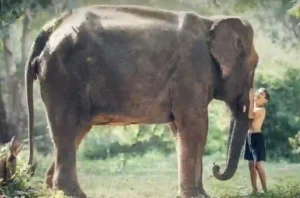 Neue Maßnahmen zum Schutz der Elefanten in Thailand
