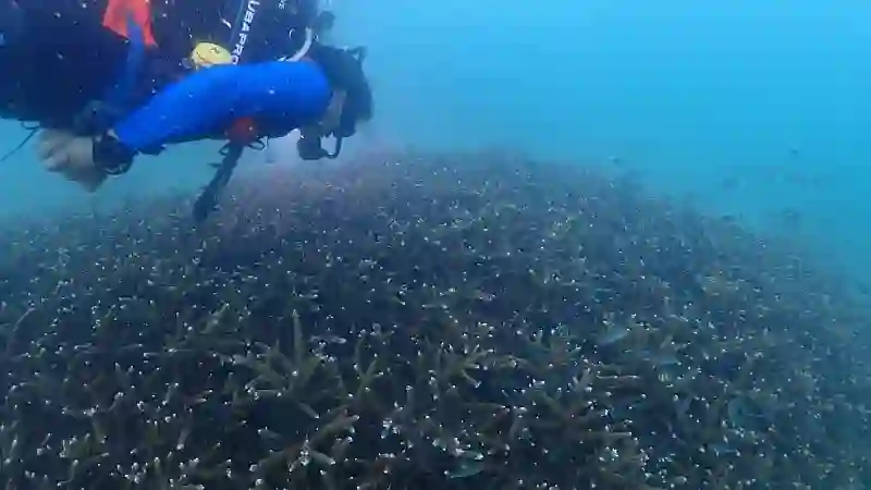 Erfolgreiche Korallenrestaurierung fördert Tourismus auf Koh Larn