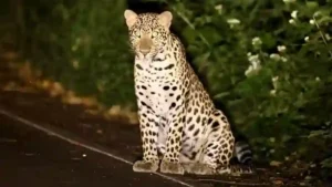 Leopardensichtung versetzt Touristen im Kaeng Krachan Nationalpark in Erstaunen