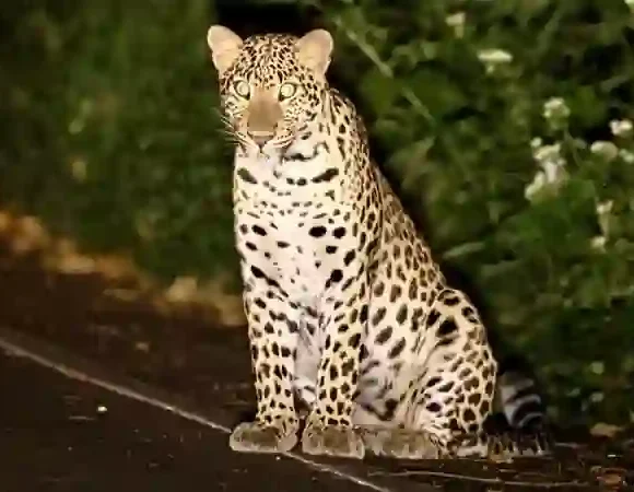 Leopardensichtung versetzt Touristen im Kaeng Krachan Nationalpark in Erstaunen