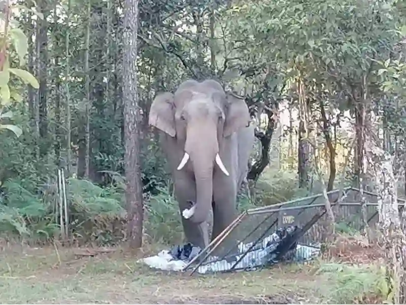 Phu Kradueng Nationalpark nach Elefantenangriff geschlossen