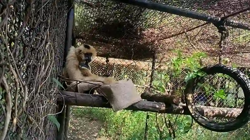 Der Chiang Mai Zoo hält Tiere bei gemütlichen