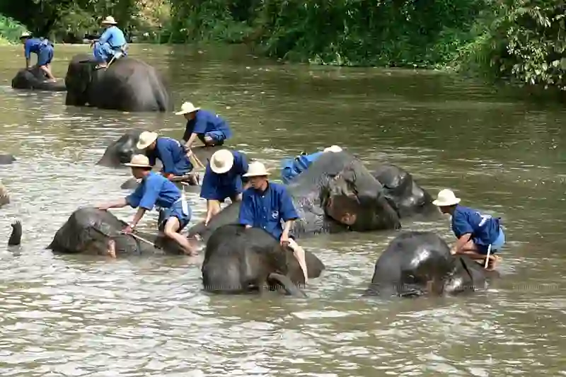 Traumreise spanischer Touristin endet in thailändischem Elefantenpflegezentrum tödlich