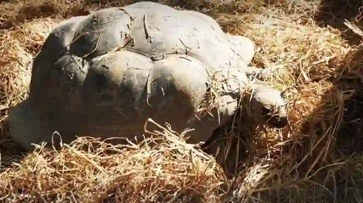 Wohlergehen der Tiere