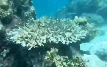 Nach erfolgreicher Korallenerholung ist das Schnorcheln und Tauchen bei den Phi Phi-Inseln wieder möglich