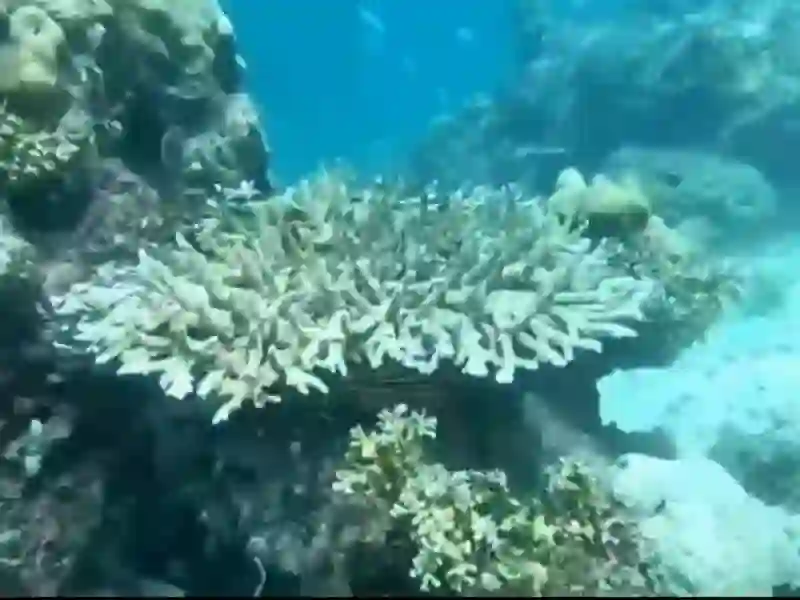 Nach erfolgreicher Korallenerholung ist das Schnorcheln und Tauchen bei den Phi Phi-Inseln wieder möglich