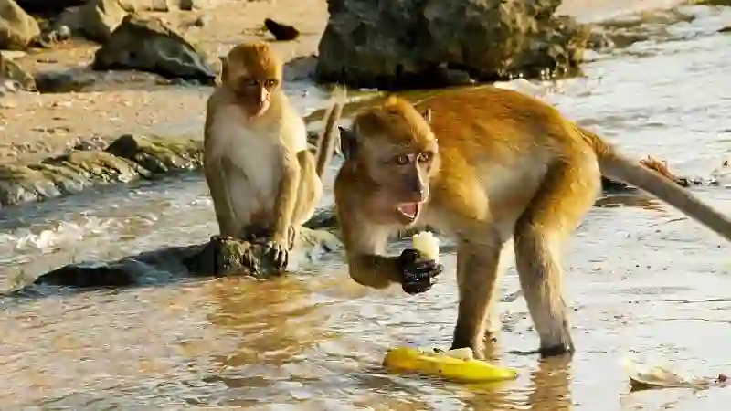 VIDEO: Krabi-Nationalpark will ausländische Touristen bestrafen, die Affen füttern Touristen im Video