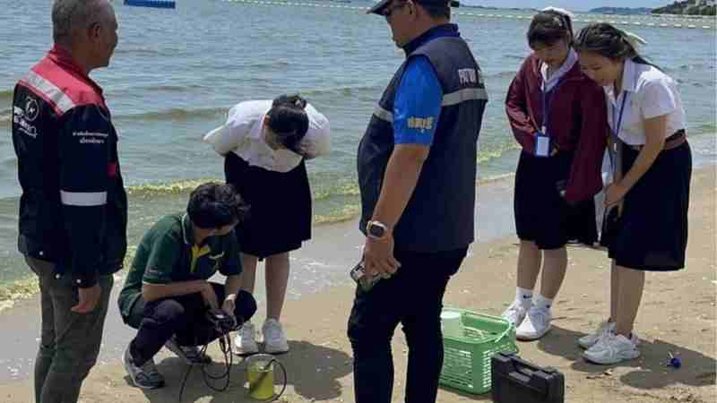 pattaya Plankton
