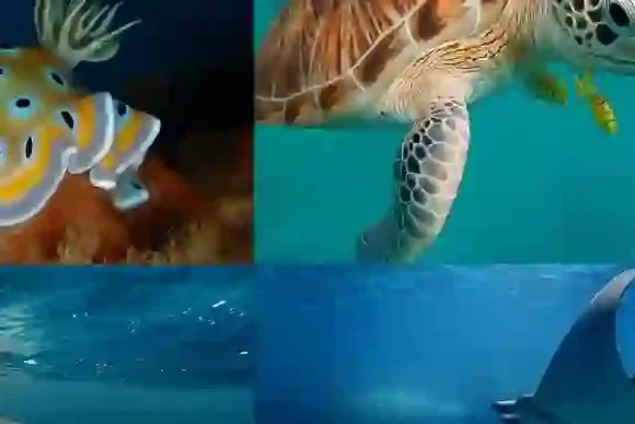 Eine lebendige Unterwasserwelt voller bunter Korallen, neugieriger Rifffische, Meeresschildkröten und Ozeanriesen