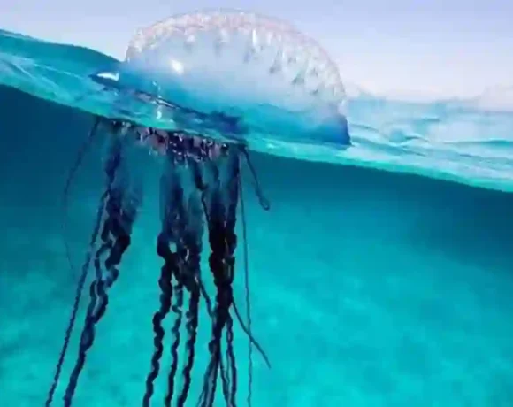 Rettungskräfte mahnen zur Vorsicht, da Schwimmer schmerzhafte Stiche erleiden
